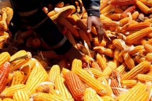  Penerapan Makanan Tradisional, Aher: Setiap Rapat Kita Sering Sajikan Jagung Rebus