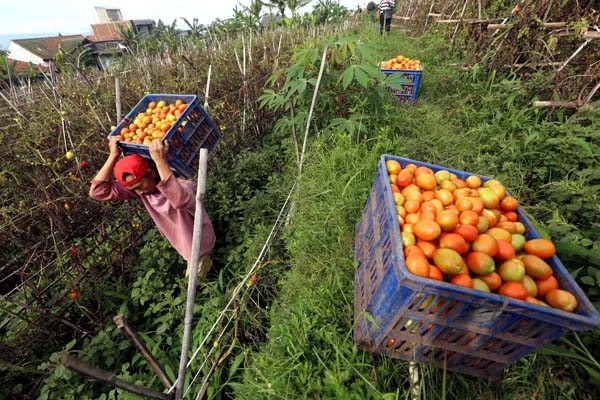  FOTO: Peningkatan Daya Saing Hortikultura, Peran Pemerintah Masih Lemah