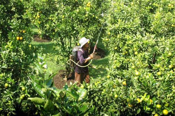  Harga Komoditas Anjlok, Petani Perkebunan Nyaris Nombok