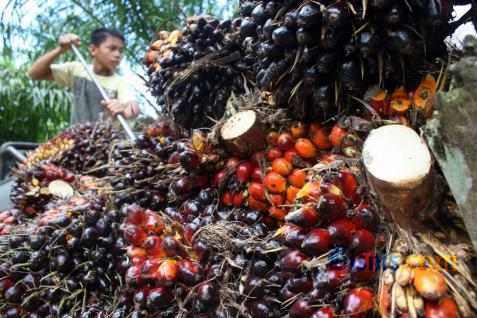  Distribusi Sawit dan Karet Riau Terganggu Banjir