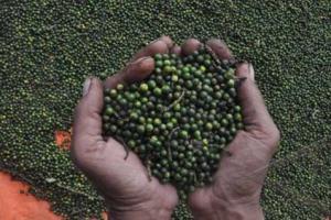  Ramai-Ramai Tanam lada, Petani di Lerang Gunung Maneje Minta Dilindungi