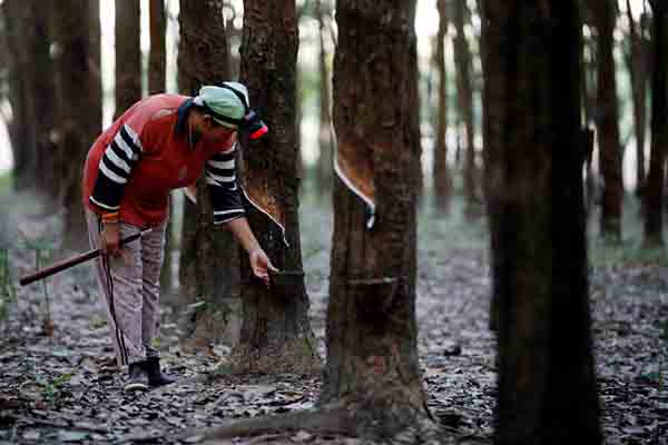  HARGA KARET: Turun Drastis, Banyak Petani di Thailand Bunuh Diri