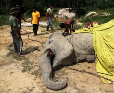  Gajah Berkalung GPS Ditemukan Mati di Riau