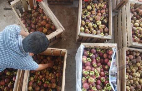  Produk Hortikultura, Solok Selatan Ditetapkan Sebagai Sentra Produksi Manggis