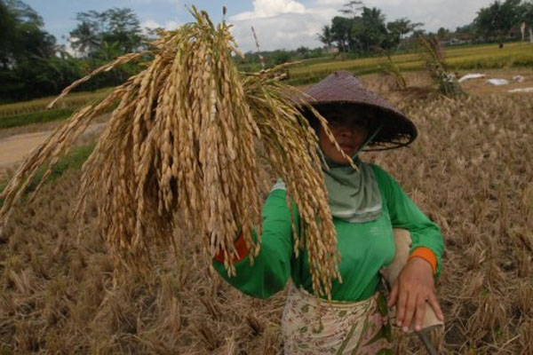  SWASEMBADA PANGAN: Sumbar Tak Sanggup Lagi Cetak Sawah Baru