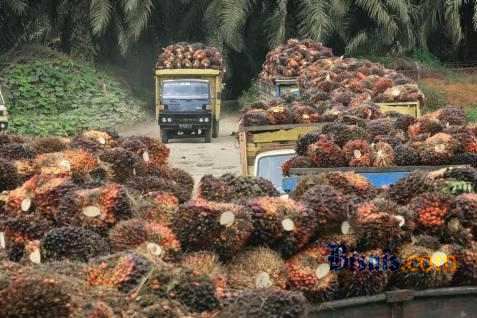  GOLDEN AGRI, Raksasa Sawit Minta Ketetapan HCV &amp; HCS