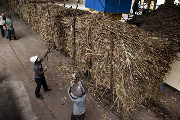  PRODUKSI GULA 2014: Meleset Dari Angka Taksasi