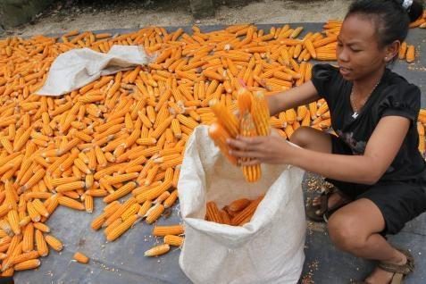  Pusri Luncurkan Benih Jagung Varietas Bima 16