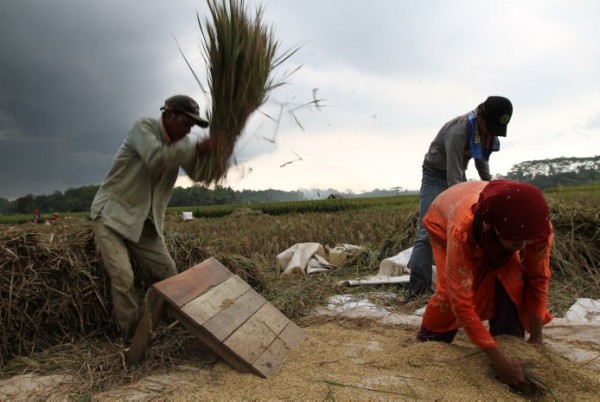  ALIH FUNGSI LAHAN: Sawah di Cimahi Tinggal 600 Ha