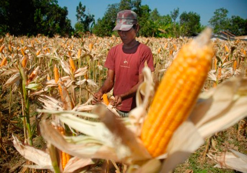  PUSRI Kembangkan Benih Jagung Unggulan Varietas Bima 16