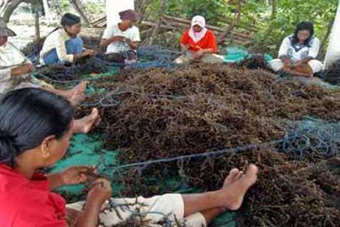  Komoditas Perikanan dan Kelautan, NTB Ekspor Rumput Laut ke Vietnam