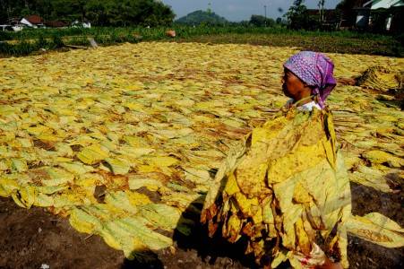  TEMBAKAU: Tangkapan Naik 10 Kali Lipat per November 2014