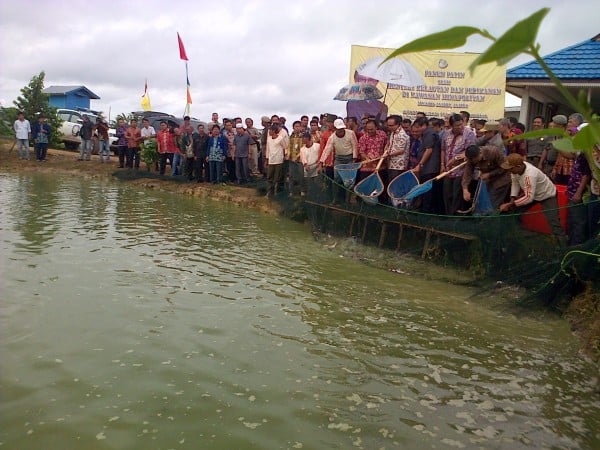  Ikan Patin dari Banjar Siap Meluncur ke Pasar Global