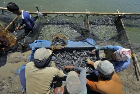  Perikanan Darat, Gurihnya Budidaya Ikan Lele