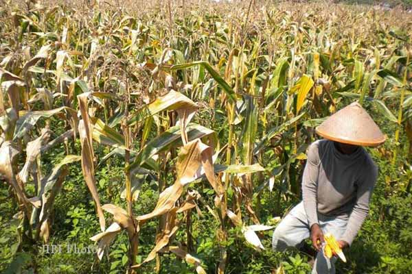  Benih Jagung Transgenik Akan  Diterapkan 2015