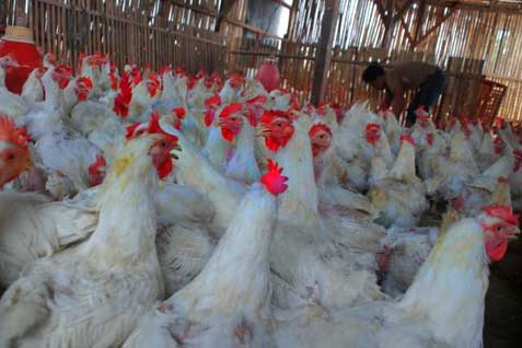  INDUSTRI PERUNGGASAN: Peternak Lokal Desak Impor Bahan Baku Ayam Olahan Disetop