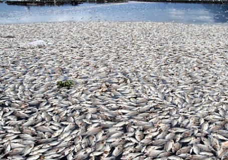  Ikan Mati di Danau Maninjau Berjumlah 100 Ton