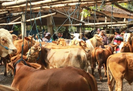  Hanya Ada Dua Pulau Prospektif untuk Jadi Pulau Karantina Sapi Impor