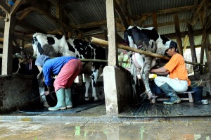  Pengembangan Sapi Perah di Jabar Belum Menguntungkan