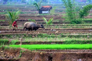  Anggaran Kinerja Aparatur 2.000 Desa di Jabar Baru Cair Triwulan I 2015