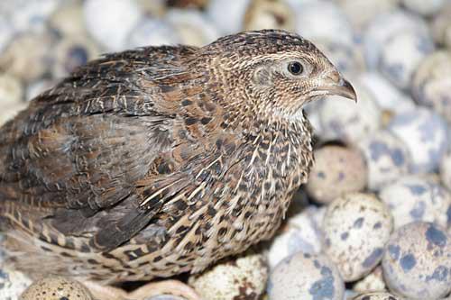  Bisnis Burung Puyuh Mulai Dibidik Dinas Peternakan Jabar