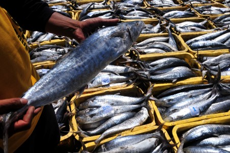  2014, Produksi Ikan Tangkap di Indramayu Turun Tipis