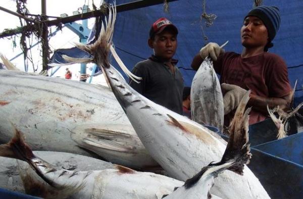  30% Produksi Tuna Dunia Berasal dari Indonesia