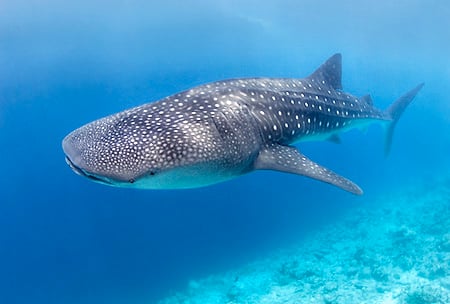  Hiu Tutul Sepanjang 6 Meter Terjebak di Kanal PTLU Paiton