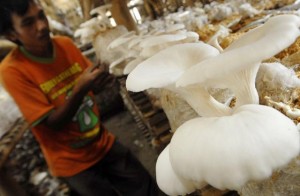  Budidaya Jamur Merang Kardus Lebih Diminati Petani Indramayu