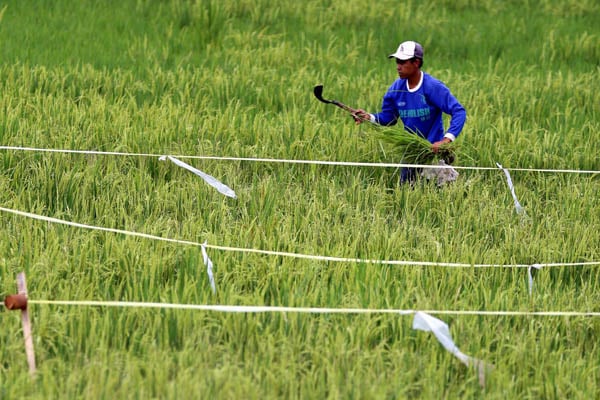  FOTO: Pertanian Genjot PDB Indonesia