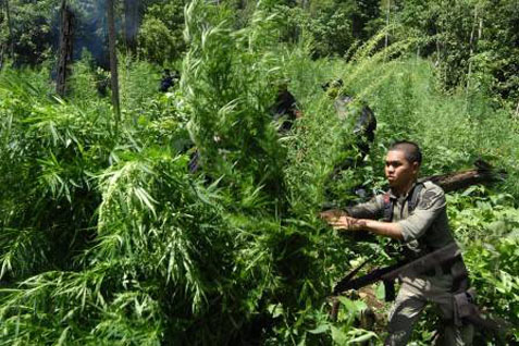  3 Hektare Ladang Ganja Dimusnahkan