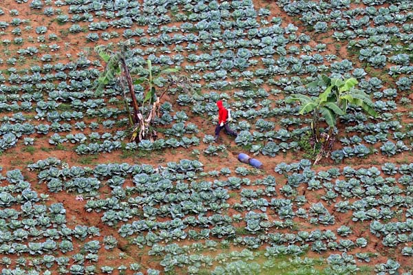  FOTO: Pembiayaan Sektor Hortikultura Masih Rendah