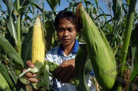  Petani Cirebon Timur Genjot Produksi Jagung Manis Kulitas Ekspor