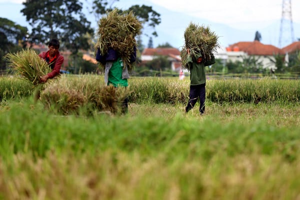  FOTO: Musim Panen di Jabar Mundur Jadi Awal April