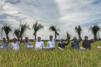  Menteri Pertanian Hadiri Panen Raya Perdana 2015 di Indramayu