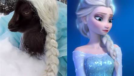  Kambing Ini Mirip Elsa Frozen