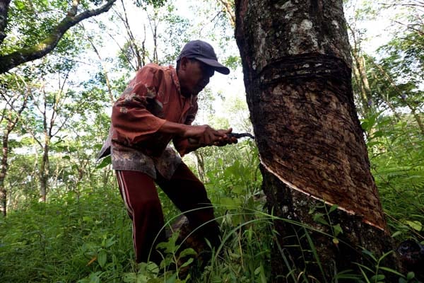  FOTO: Motivasi Petani Turun Picu Harga Karet Anjlok