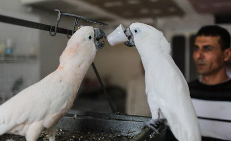  Burung Kakatua Ini Doyan Minum Kopi & Teh