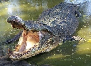  Buaya Santap Tubuh Manusia Bikin Para Turis Ngeri Melihatnya