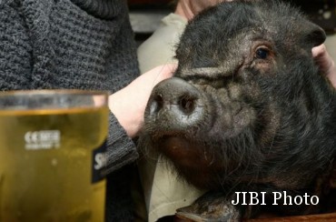  Babi Mabuk Minum Bir, Serang Bartender