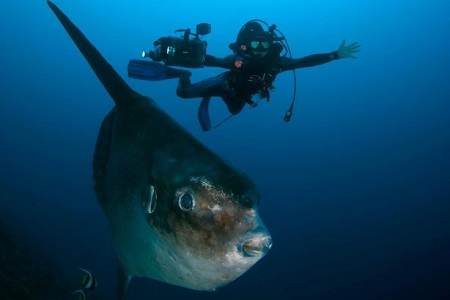  Ikan Bawal Raksasa 300 Kg Ditemukan Nelayan Kalimatan Timur