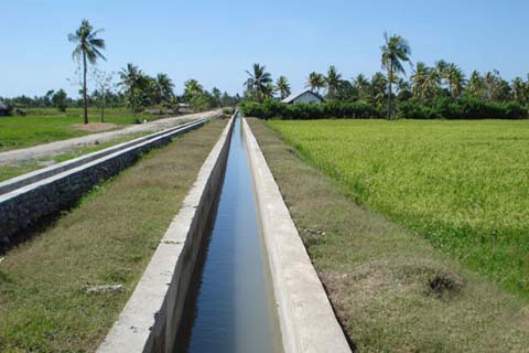  Genjot Masa Tanam, Petani Cirebon Pakai Sistem Culik