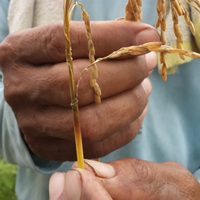  Dampak Hama Teklik, Produksi Padi Petani Cirebon Turun 10%