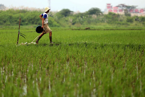  FOTO: Pemerintah Jabar Targetkan Lahan Padi 2 Juta Hektare