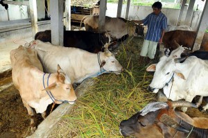  Peternakan Sapi Terkendala Minimnya Lahan