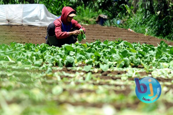 Usaha Komoditas Hortikultura di Indramayu Masih Dipandang Sebelah Mata