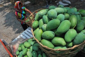  Pemkab Indramayu Imbau Petani Mangga tak Sewakan Kebun