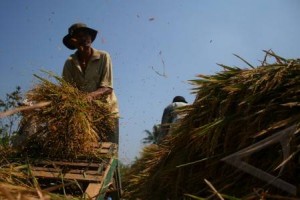  Penyerapan Lambat, Petani Cirebon Tuding Bulog Kurang Maksimal Serap Gabah