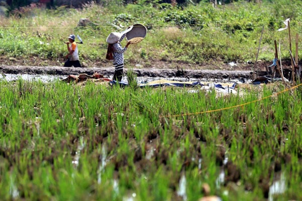  FOTO: NTP Terjerembab, Petani Kian Terpuruk