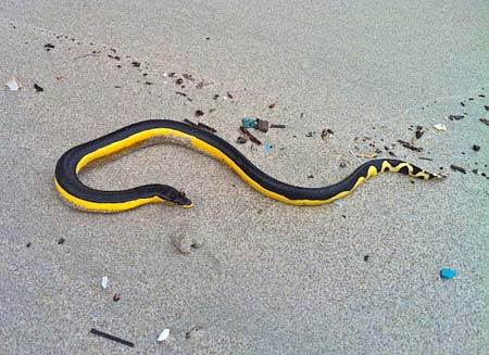  Seekor Ular Kuning Merayap di Pantai Mayport, Para Peselancar Panik